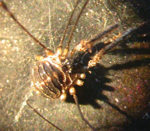 Réf. 36 524 : Mitostoma chrysomelas