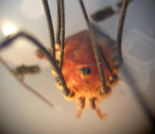 Leiobunum rotundum