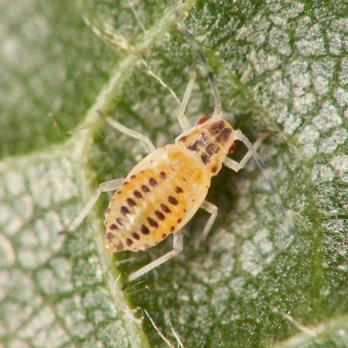Réf. 36 618 : Eucallipterus tiliae