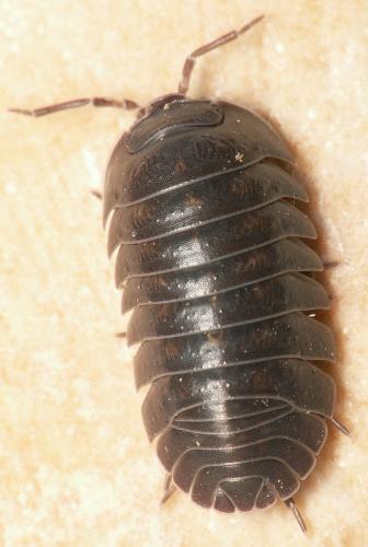 Armadillidium depressum