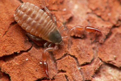 Withius sp.