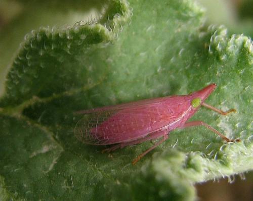 Dictyophara europaea