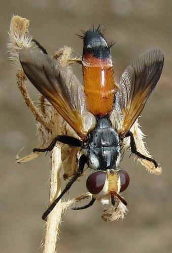 Réf. 36 449 : Cylindromyia rufifrons