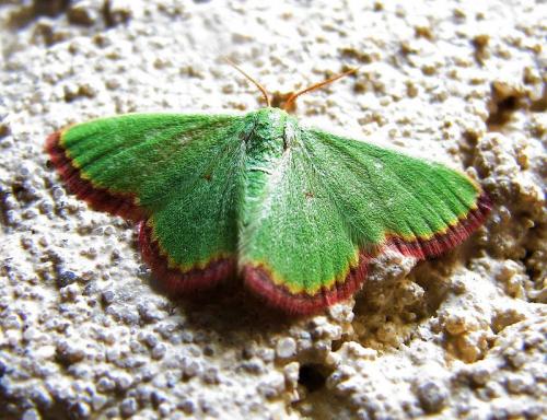 Eucrostes indigenata