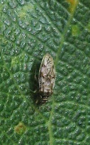 Monosteira unicostata