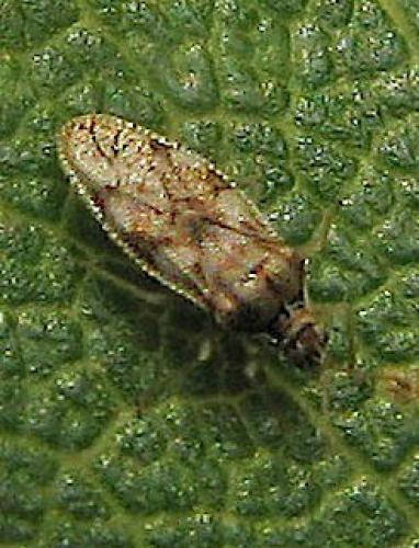 Monosteira unicostata