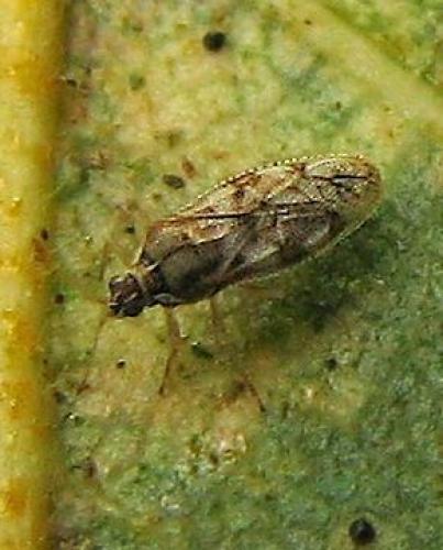 Monosteira unicostata