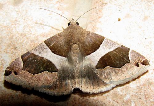 Réf. 36 513 : Dysgonia algira