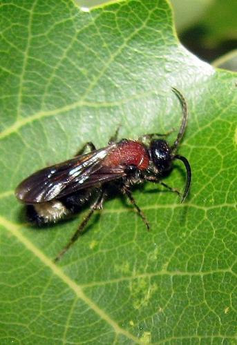 Smicromyrme partita