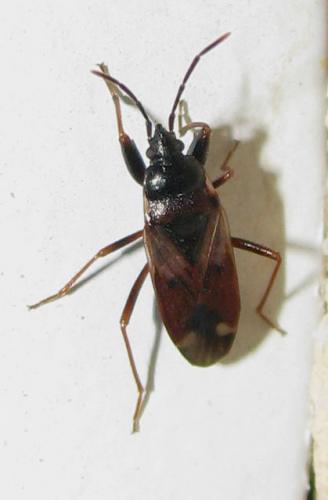 Réf. 36 777 : Eremocoris sp.