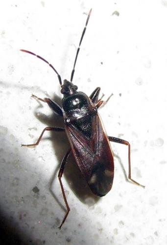 Eremocoris sp.