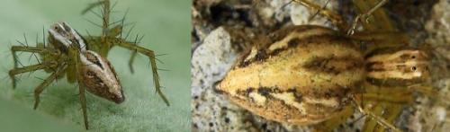 Réf. 36 252 : Oxyopes lineatus