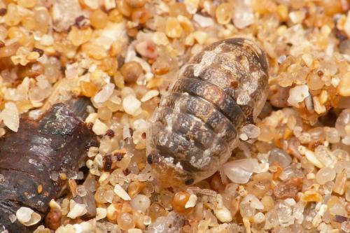 Réf. 36 010 : Tylos europaeus