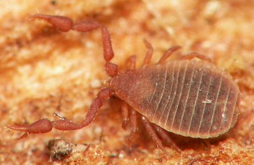 Réf. 36 290 : Apocheiridium ferum