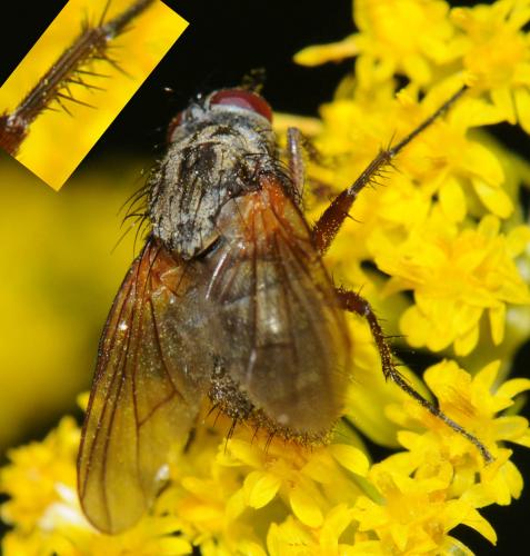 Phaonia angelicae