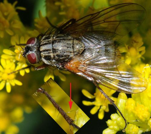 Phaonia angelicae