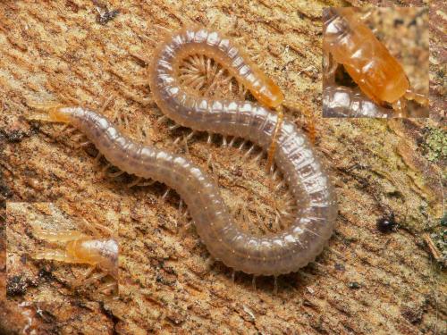 Réf. 36 613 : Geophilus carpophagus