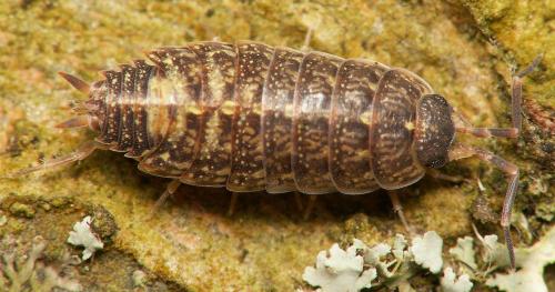 Acaeroplastes melanurus