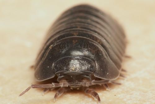 Armadillidium depressum