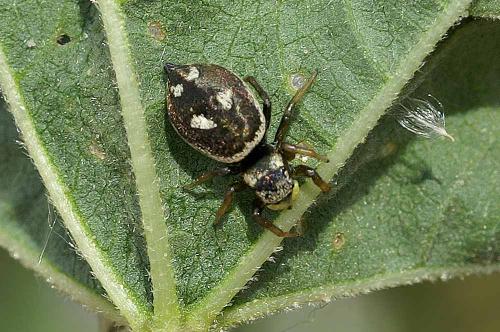 Réf. 36 278 : Heliophanus sp.