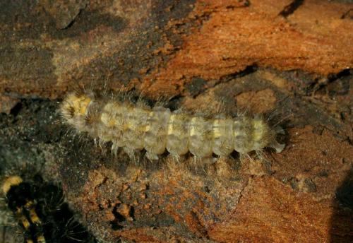 Eilema griseola