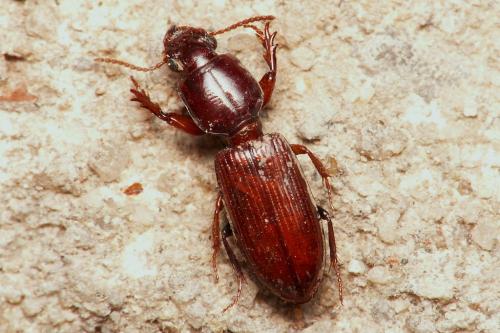Clivina collaris