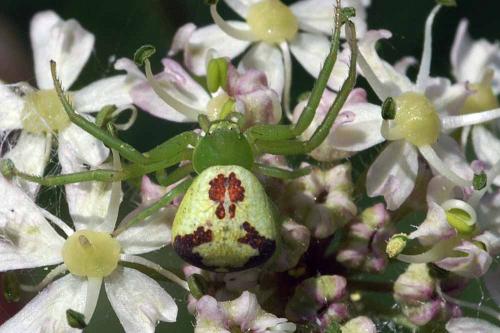 Réf. 36 276 : Ebrechtella tricuspidata