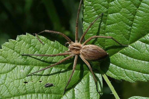 Pisaura mirabilis