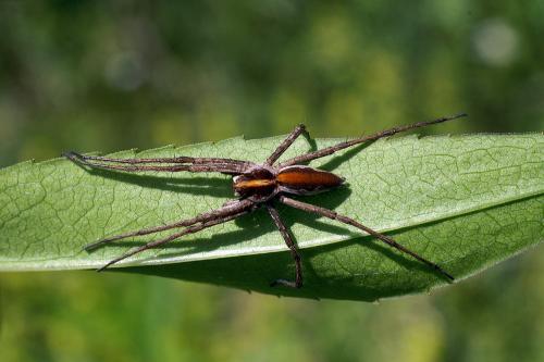 Pisaura mirabilis
