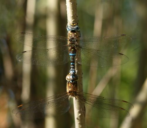 Aeshna mixta