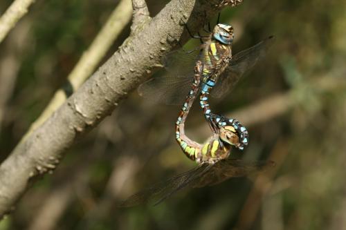 Aeshna mixta
