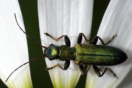 Réf. 36 634 : Chrysanthia viridissima