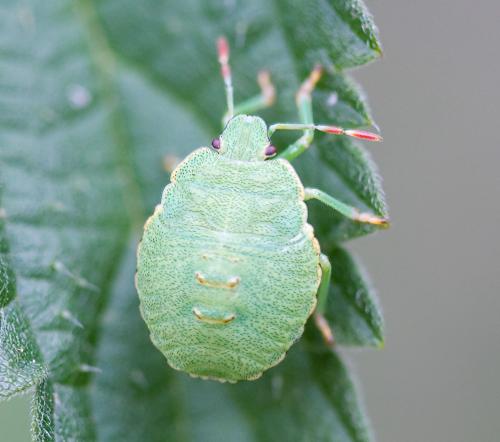 Palomena prasina