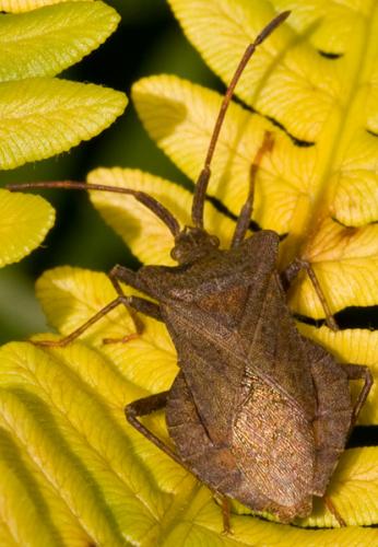Coreus marginatus