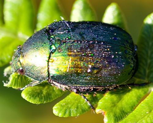 Réf. 36 044 : Anomala dubia