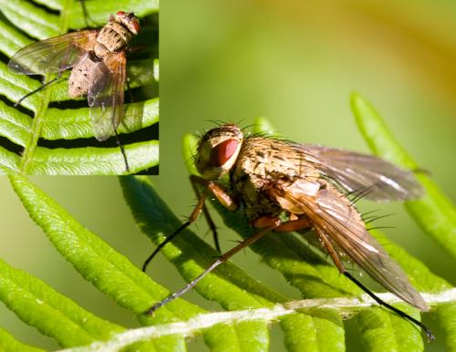 Dexia rustica