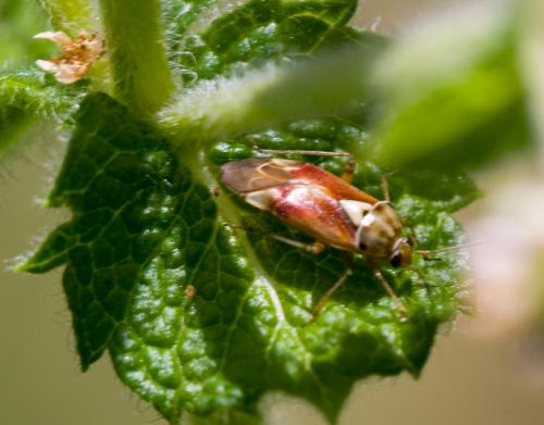 Lygus sp.