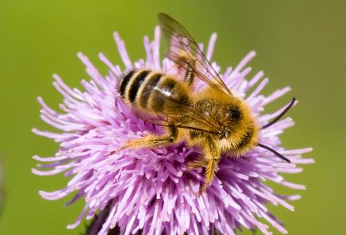 Dasypoda hirtipes
