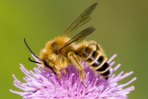 Dasypoda hirtipes