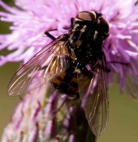 Graphomya maculata