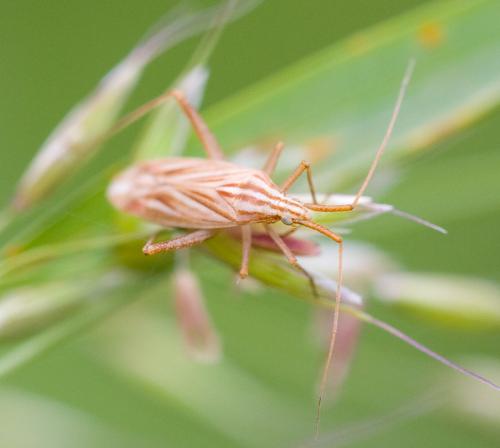Miridius quadrivirgatus