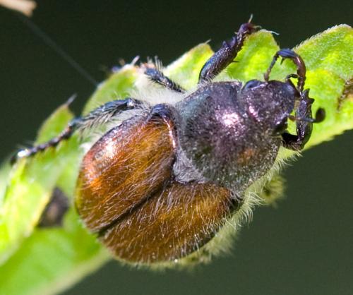 Anisoplia villosa