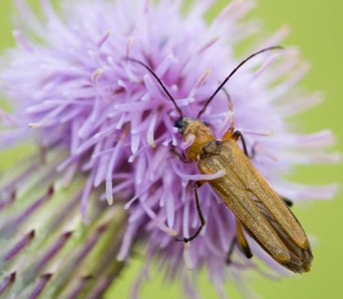Oedemera podagrariae