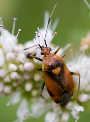 Réf. 36 162 : Deraeocoris ruber