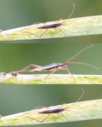 Notostira sp.