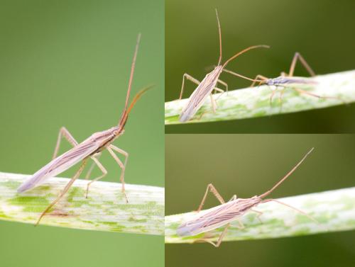 Réf. 36 165 : Notostira sp.