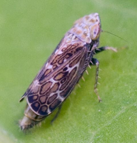 Errastunus ocellaris