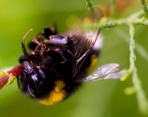 Bombus sp.