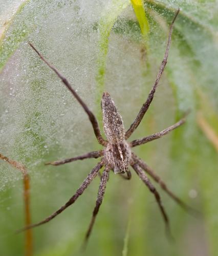 Pisaura mirabilis
