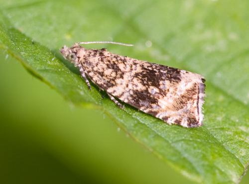 Celypha lacunana
